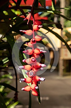 Red flower clusters hang from a Aechmea  Ruiz and Pav. vine photo