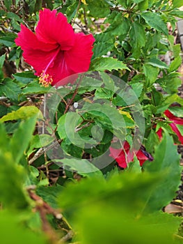 The red flower with a combanation with green is so beautiful