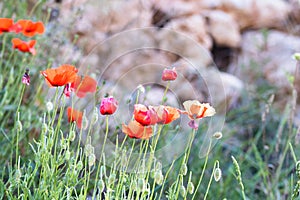 Red flower composition in green wildlife. Summer poppy flower in field. Summer iconic natural flower