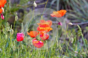 Red flower composition in green wildlife. Summer poppy flower in field. Summer iconic natural flower