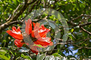 Red Flower of Coral Tree in front of Tree Crown, Australia