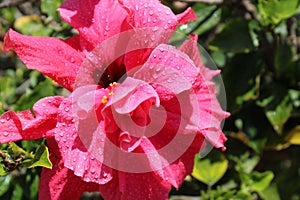 Red flower covered with raindrops, Touch of spring photo