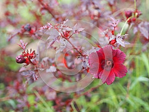 Red flower,Cranberry Hibiscus, Red Leaf Hibiscus, False Roselle, African Rose Mallow, Hibiscus acetosella MALVACEAE flower leave