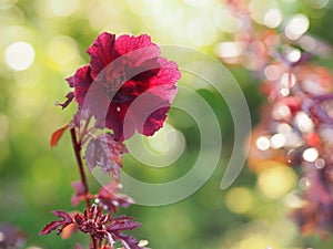 Red flower,Cranberry Hibiscus, Red Leaf Hibiscus, False Roselle, African Rose Mallow, Hibiscus acetosella MALVACEAE flower leave
