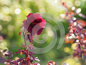 Red flower,Cranberry Hibiscus, Red Leaf Hibiscus, False Roselle, African Rose Mallow, Hibiscus acetosella MALVACEAE flower leave