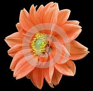 Red flower dahlia, black isolated background with clipping path. Closeup. no shadows. yellow-green center. side view. for design.