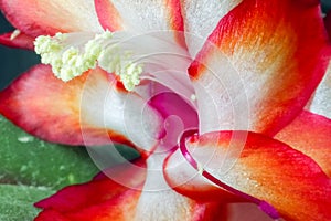 Red flower of the Decembrist as a close up macro