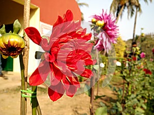 Red flower