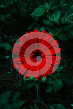 Red Gerbera Flower in a Deep Forest