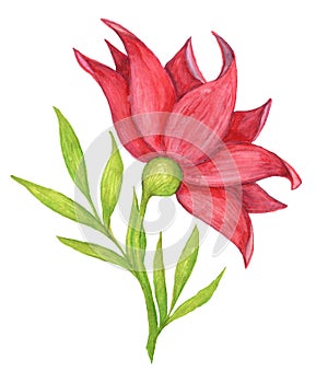 Red flower painted on white background