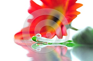 Red flower and drop of water with white background