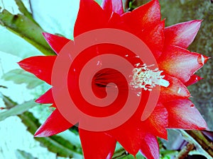 Red flower of Easter cactus after rain