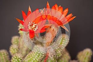 Red Flower of Echinopsis sp. 10385