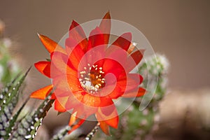 Red Flower of Echinopsis sp. 5598