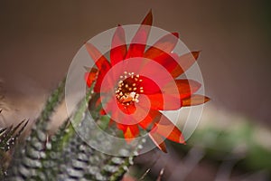 Red Flower of Echinopsis sp. 5604