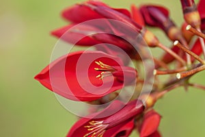 Red flower of Erythrina crista-galli photo