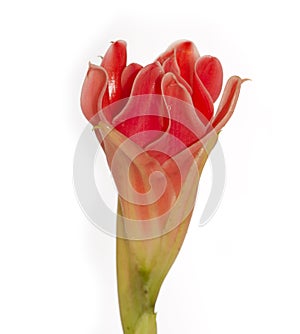 Red flower of etlingera elatior