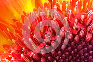 Red flower - extreme macro