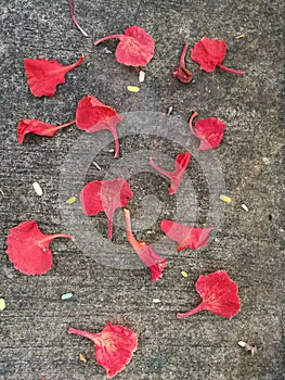 Red flower fall down on the ground