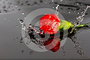 Red flower fall in water