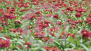 Red flower fields
