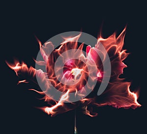 Red flower on fire