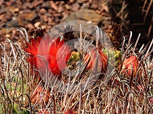 Red flower on Fishhook Barrel Cactus near Tucson, Arizona.