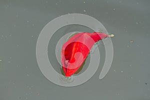 A red flower floats on the surface of the slightly dirty water