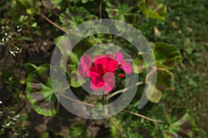 Red flower in the flowerbed. flowers background