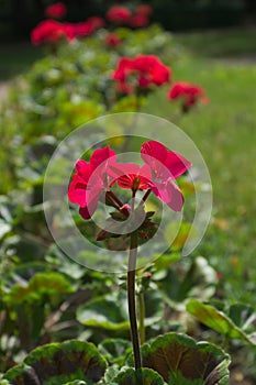 Red flower in the flowerbed. flowers background