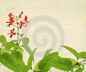 Red Flower And Foliage on Bamboo