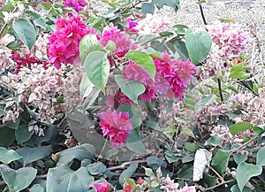 Red flower in forest