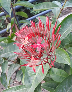 Red flower in forest