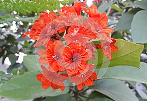 Red flower in forest