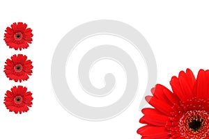 Red flower frame