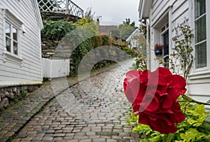 Red flower in front of narrow Stavanger Norway street