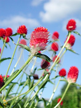 Red flower with full of vitality