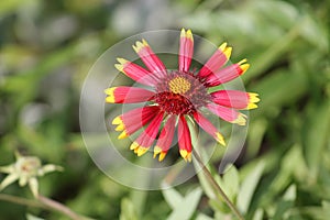 Red flower of gaillardia or blanketflower