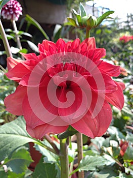 Red flower in the garden