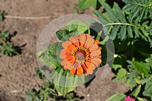 Red flower in the garden - countryside