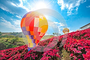 Red flower garden field, Khao Kho, with balloons in Khao Kho District Phetchabun Province, Thailand photo