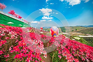 Red flower garden field, Khao Kho, with balloons in Khao Kho District Phetchabun Province, Thailand