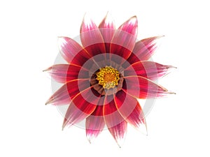 Red flower gazania photo isolated on white background