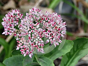 Red flower of the genus hylotelephium telephium