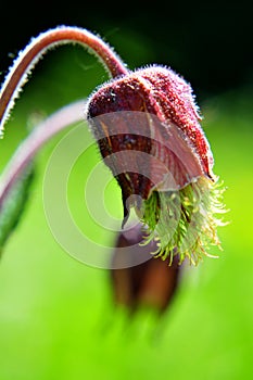 Red flower - geum rivale