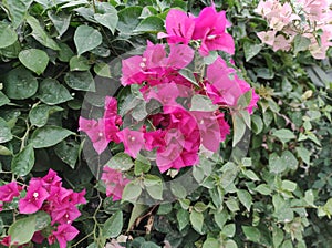 Red flower give coolnes to eyes