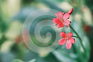 Red flower in green backdrop