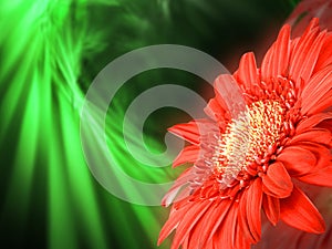 Red flower on green backdrop