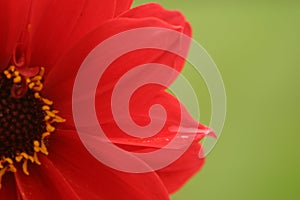 Red Flower, Green Background