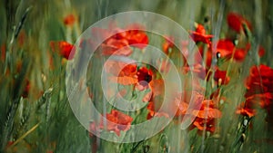 Red flower on a green background. Poppy flower in green wheat field. Close-up